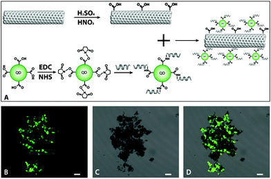 Optical tracking SWCNTs via a QD-functionalized synthetic phage-displayed peptide. (A) Schematic illustration of the process of QD/SWCNT coupling through a peptide. (B) Confocal fluorescence image of QDs coupled to SWCNTs due to noncovalent interaction between QD-modified peptides and SWCNTs. (C) Transmission image of B. The black clumps are SWCNTs. (D) The merged image of B and C. In B, C, and D, all the scale bars are 10 μm.