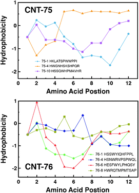 
            Amino acid hydrophobicity by position for representative CNT-75-specific (top) and CNT-76-specific (bottom) sequences using the Hopp–Woods scale. Positive values represent hydrophobic regions. Connecting lines indicate data trend.