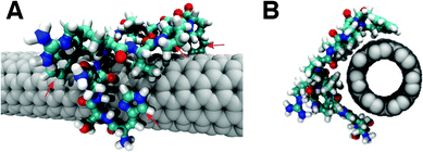 (A) Side view and (B) front view of binding conformation of peptide 76-4 (HSNWRVPSPWQL) on a (7, 6) SWCNT. Red arrows in A indicate the ring groups parallel to the SWCNT surface.