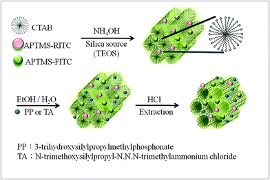 The synthesis and surface functionalization of MSNs.