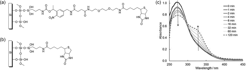 (a) Molecular structure of the surface modification with o-nitrobenzyl group. (b) Surface modification without nitrobenzyl group for control experiments. (c) Change of the UV-vis spectra of 5 mM NHS-PC-LCws-biotin in DMSO with exposure times from 0 min to 120 min with λ = 365 nm.