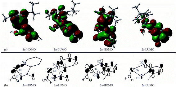 (a) Natural orbital diagram for [(η6-p-cym)Os(YZ)(H2O)]+ (1a and 2a). (b) A schematic view of the orbital interaction between Os and chelated ligands (arene fragments were omitted).