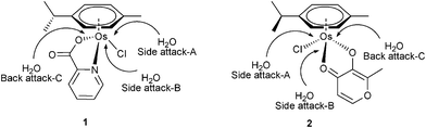 Three pathways of aquation for 1 and 2.