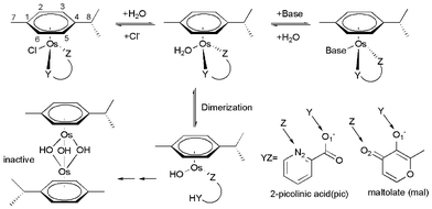 Reactions of osmium arene complexes.