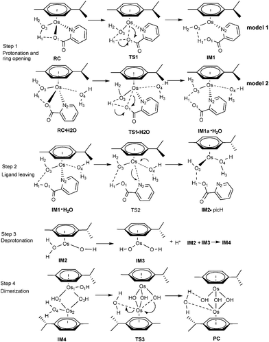 Proposed mechanism for the dimerization process for 1a.