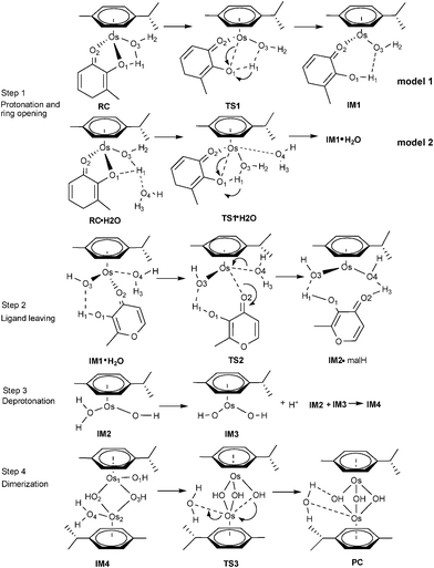 Proposed mechanism for the dimerization process for 2a.