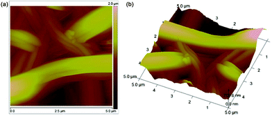 2D and 3D AFM images of the PANI·CSA–PLA composite film.