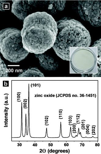 (a) SEM image of the powders obtained by calcination of as-prepared ZnO–carbonaceous species nanocomposites at 600 °C for 2 h in air. The inset shows a digital camera image of the calcined powders. (b) XRD pattern of the calcined powders.