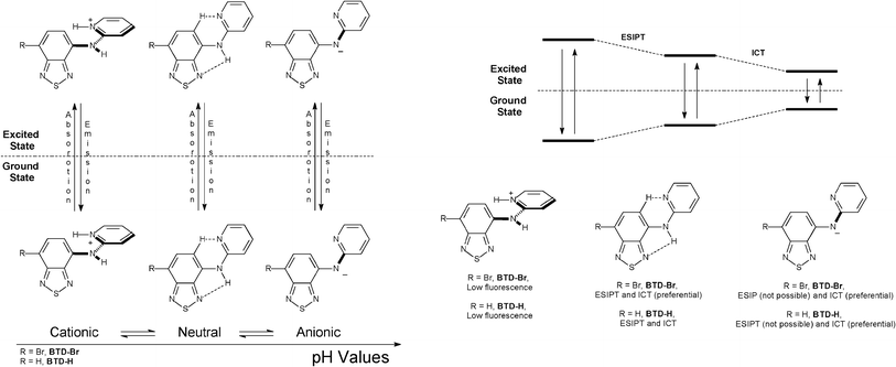 Effect of pH in the fluorescence emission and dissipation processes of BTD–Br and BTD–Hdyes. Note that in acidic pH (1–4), the dyes can be protonated in other basic site (not shown for clarity).