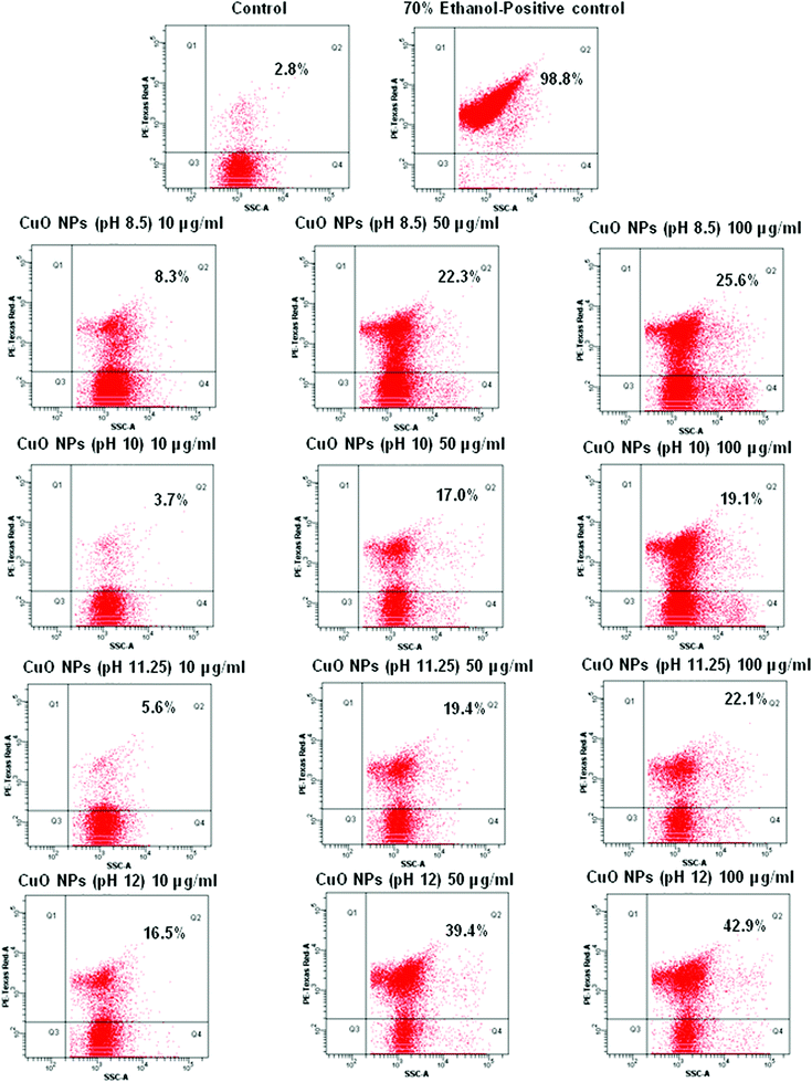 Flow cytometric quantification of dead E. Colicells after CuO NP treatment; Q2 represents percent dead cells and Q4 represents percent live cells.