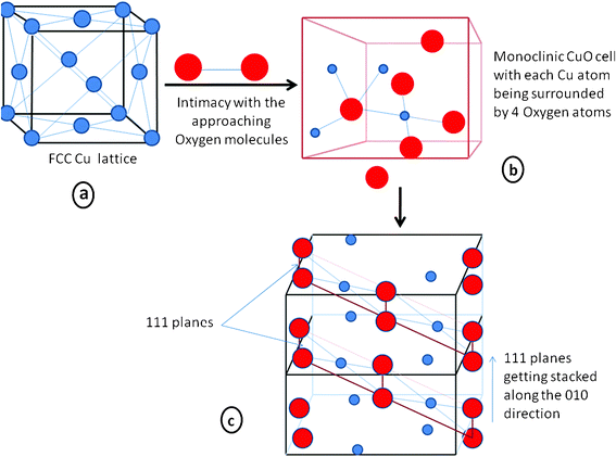 Schematic representation of the formation of CuO at a molecular level from a crystallographic perspective. The blue balls represent Cu atoms and the red balls represent oxygen atoms. a) the FCC lattice of Cu ; b) the monoclinic cell of CuO ; c) two unit cells joint by a common face, showing the stacking of the 111 planes.