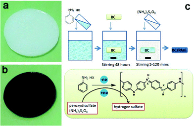 Photographs of (a) BC hydrogel and (b) BC–PAni hydrogel and (c) schematic diagram showing the experiment process, the chemical structure and synthesis of PAni in the BC hydrogel.