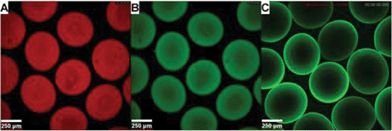 
            CLSM
            micrographs showing the distribution of ALP (A) and Ca-minerals (B, C) in alginate beads; (A, B) Alg/CP–ALP; (C) Alg/CP–CD.