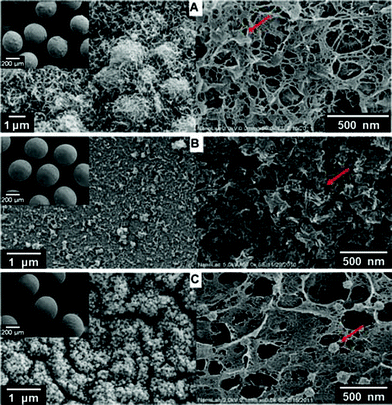 
            SEM micrographs of Alg/CP composite beads, surfaces (left) and internal structures (right): (A) Alg/CP–CD; (B) Alg/CP–ALP; and (C) Alg/CP–ALP Cell.