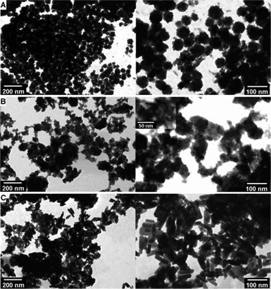 Bright-field STEM micrographs of Alg/CP composite beads after heat treatment at 300 °C: (A) Alg/CP–CD; (B) Alg/CP–ALP; (C) Alg/CP–ALP Cell.