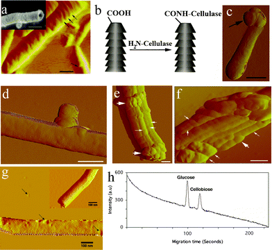 Characterization of cellulase-immobilized CSCNT. (a) Amplitude AFM image of CSCNT (Scale bar 100 nm). Inset image is a SEM image of a short-type CSCNT (Scale bar: 250 nm). (b) Cellulase immobilization on CSCNT tips. (c) Amplitude AFM image of cellulase (arrow) immobilized CSCNT (scale bar: 100 nm). (d) Amplitude AFM image of cellulase attached to the sidewall of a single CSCNT (Scale bar 70 nm). (e), (f) Amplitude AFM images of aggregated CSCNT-cellulase. Thin white arrows indicate CSCNT while thick white arrows indicate cellulase. Scale bars 100 nm. (g) Amplitude AFM image of a single CSCNT dispersed in 0.1% OG in comparison with a CSCNT in absence of OG (Inset). Black arrows indicate small aggregated micelles of OG. (h) Microchip capillary electrophoresis-based detection of cellulose microfibrils hydrolysis products (glucose and cellobiose) by CSCNT-cellulase.