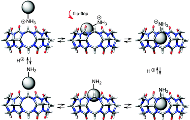 Plausible ingression mechanism of alkylamines into CB[n]s.236,237