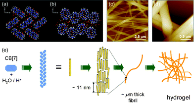 X-Ray structure of CB[7]: organization on (a) the ab plane, and (b) the bc plane. Channels between the macrocycles are filled with water, hydronium cations and sulfate anions. (c) and (d) AFM images of the CB[7] gel on a mica substrate. (e) Structure of the CB[7] hydrogel: from macrocycles to bundles of fibrils. Reprinted with permission from ref. 412. Copyright 2007 John Wiley & Sons.