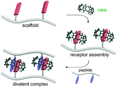 Formation of “peptide duplexes” upon CB[8] interaction with Trp-rich (residues in blue) and MV2+-decorated peptides (MV2+ units in red). Reprinted with permission from ref. 230. Copyright 2009 American Chemical Society.