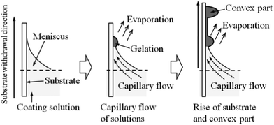 Schematic illustration of the pattern formation during the dip-coating of low substrate withdrawal speeds.