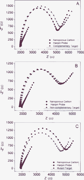 
          Nyquist plot for nanoporous carbon (black), hpDNA (red), DNA target (blue) for three different hybridization experiments. A) Complementary target DNA sequences. B) Non-complementary target DNA sequences. C) Mutant target DNA sequences. Concentration of hpDNA: 10 μmol L−1; concentration of DNA target: 3 nmol L−1. Measurements were performed in K3Fe(CN)6/K4Fe(CN)6 10 mM in PBS, pH 7.