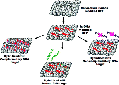 Preparation of DEP chips: immobilization of hairpin probe DNA and hybridization with DNA target sequences.