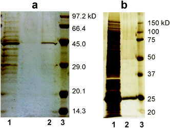 
          SDS-PAGE analyses (silver staining) of proteins purified by the task-specific membranes. a) His-tagged GFP and b) GST. Lanes 1, 2 and 3 represent the cell lysate, elution from the membrane and molecular weight standards, respectively.