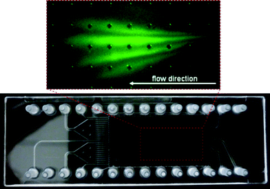 FFZE of FITC-labeled 2-aminobutane, glycine and aspartic acid including a separated band of hydrolyzed FITC. Separation in 20 mM CHES buffer pH 8, 0.1% HPMC, 0.1% Tween 20 at 566 V using external electrodes.