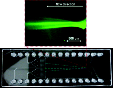 Separation of Alexa Fluor 488 labeled β-lactoglobulin, carboanhydrase I and trypsinogen in 10 mM acetate buffer pH 5, 0.2% HPMC, 0.1% Tween 20 at 331 V using external electrodes.