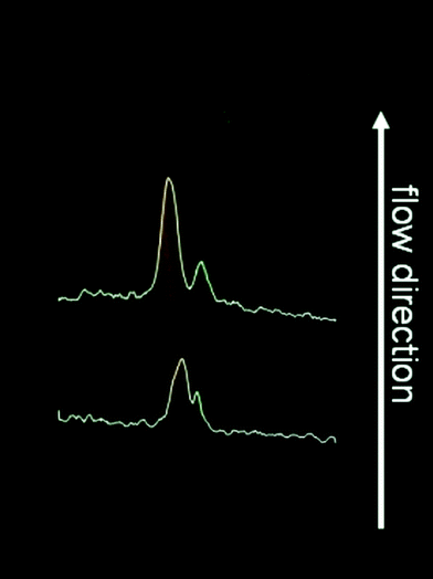 FFZE of the native proteins B-phycoerythrin (red fluorescent, left) and StrII-eGFP (green fluorescent, right) using 10 mM ammonium acetate buffer pH 5, 0.1% HPMC, 0.1% Tween 20. Separation voltage 577 V, external electrodes.