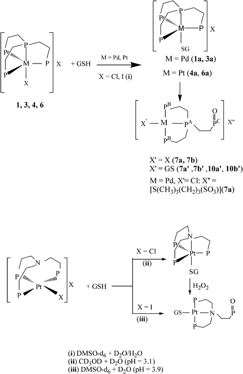 Reactions with GSH for halo complexes containing the tripodal ligands PP3 and NP3.