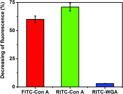 Decreasing of fluorescence (%) of FITC–Con A, RITC–Con A and RITC–WGA (320 nM) after addition of Au–man (2.22 μM); for FITC: λex = 490 nm, λem = 520 nm, for RITC: λex = 550 nm, λem = 580 nm.