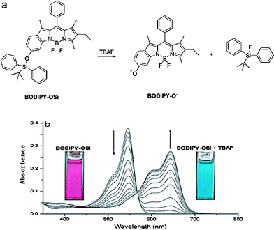 (a) F−-promoted signaling mechanism. (b) Absorption spectra of BODIPY-OSi (5 × 10−6 M) in the presence of different concentrations of TBAF (0, 2, 4, 6, 8, 10, 12, 14, 16, 18, 20, 30, 50 equiv.) in CH2Cl2 solution. Insets: color changes of BODIPY-OSi upon addition of TBAF (20 equiv.).