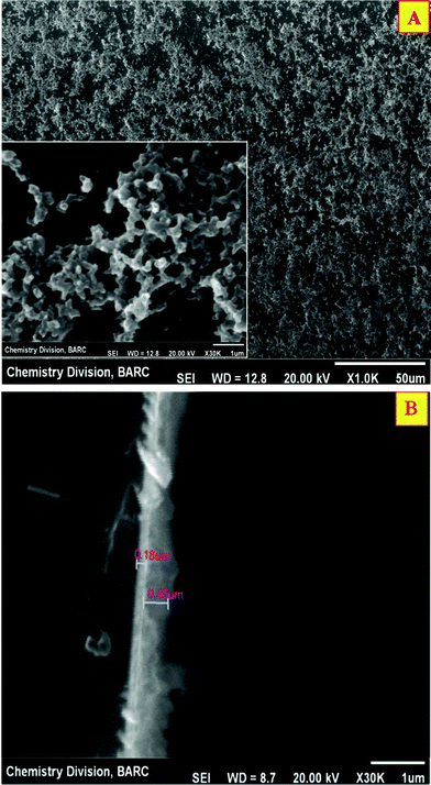 
              SEM images of the (A) top (inset shows the higher magnification image) and (B) cross-sectional views of PANI/Pt.