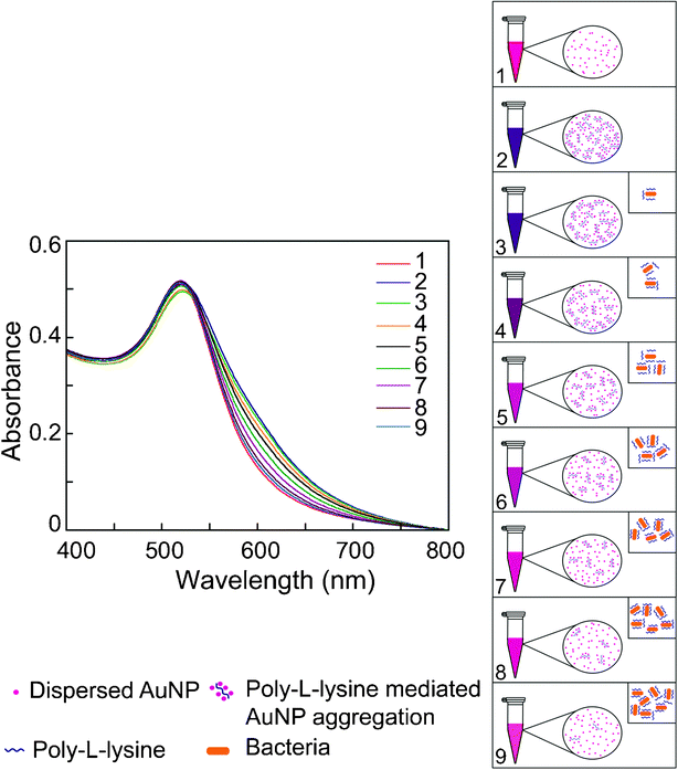 Pictorial representation of subtractive-aggregation as a measure of bacterial cell numbers. Traces 1: Au NP alone (control sample); 2: Maximum broadening of UV-vis extinction spectrum of Au NP in presence of 3.5 × 10−5% w/v PLL; 3–9: Progressive decline in broadening of UV-vis extinction spectrum of Au NP for samples with increasing bacterial cells. Panel on the right side depicting systematic decrease in Au NP aggregation by unbound PLL which is also manifested as a gradient of color change in Au NP solution in microcentrifuge tubes. Inset indicates incremental sequestration of PLL by bacterial cells as a function of cell number.