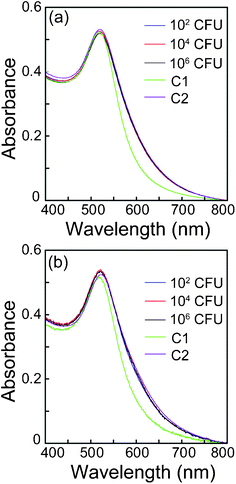 
            UV-vis extinction spectrum of Au NP in the presence of PLL following initial interaction of PLL with heat-killed bacteria. (a) E. coliMTCC 433, (b) L. monocytogenes Scott A. C1:Au NP alone (volume adjusted) and C2: Au NP interacted with 3.5 × 10−5% w/v PLL.