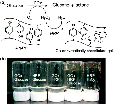 (a) Scheme for the glucose-triggered hydrogelation of Alg-PH by co-enzymatic GOx and HRP reaction. (b) Photograph of upturned vessels containing solutions containing GOx (0.8 u mL−1), HRP (15 u mL−1), glucose (4.6 mM), or H2O2 (4.6 mM), with Alg-PH solution (0.75%). The components contained in each vessel are shown in the photograph.