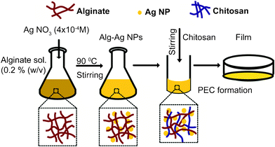 Schematic illustration of procedure used for the preparation of Alg–Ag NPs-chi blended films.