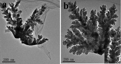 TEM images of silver dendrites obtained by the strategy (II): (a)1 h (b)96 h.