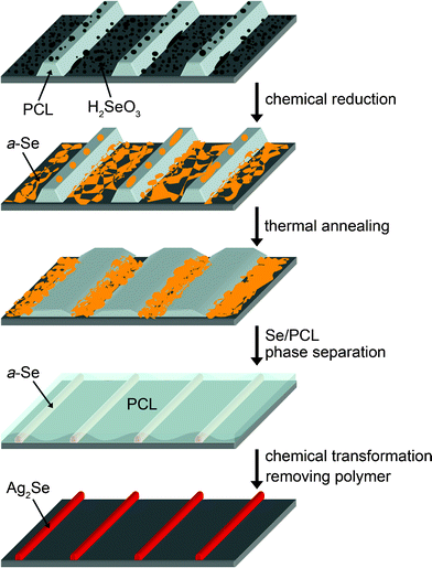 Schematic illustration for the viscoelastic flow of poly(ε-carprolactone) (PCL) melt and the phase separation between a-Se and PCL. The process generates a line pattern of a-Se. The Se precursors (H2SeO3) were randomly deposited on the line-and-space pattern of PCL and chemically reduced into amorphous selenium (a-Se). The viscoelastic flow of the PCL melt was triggered by thermal annealing at above the melting temperature of PCL (60 °C). The melt flow collected the a-Se at the trenches. The a-Se lines were chemically transformed into Ag2Se.