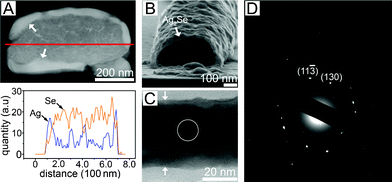 (A) Cross-sectional dark-field STEM image of a Ag2Se line imperfectly transformed from a a-Se line. The transformation reaction time was 30 min. The white arrows indicate the transformed Ag2Se. The elemental profile along the line in the STEM image is also shown. (B) Cross-sectional SEM image of (A) obtained after dissolving the unreacted Se. (C) Bright field TEM image for a fragment of the Ag2Se shell of (B). The white arrows indicate the 40 nm-thick Ag2Se shell. (D) Selected area electron diffraction (SAED) from a circle in (C).