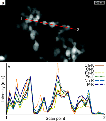 
            EDX analysis of Fe : Ca 1 : 10 ratio. (a) dark-field TEM image showing the position of the scan line (red line, scan direction from 1 to 2). The normalized intensities (b) show a uniform material distribution throughout the material. Other materials give similar results (not shown).