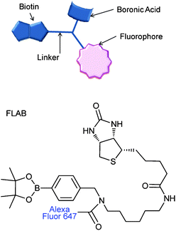 Boronic acid-fluorophore conjugate, linked to biotin for avidin attachment. FLAB = Fluorphore-Linker-boronic Acid-Biotin, 1.