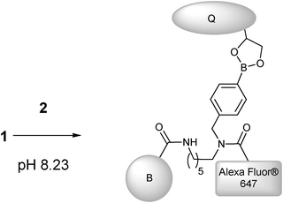 Preparation of 3, by addition of quencher (Q) (2) to Alexa Fluor FLAB (1) (B = Biotin).