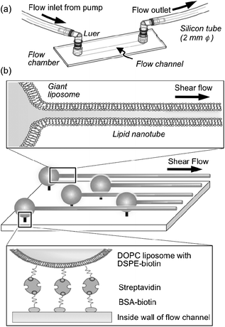 Experimental setup of the flow chamber (a) and schematic representation of the membrane-bound lipid nanotubes that were formed from surface-immobilized liposomes by applying shear flow (b).