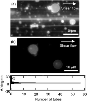 Fluorescence microscopic images of lipid nanotubes formed from immobilized DOPC liposomes tethered with 10 μM DSPE-biotin to the flow channel after applying shear flow at 300 μL min−1 (a), and DOPC liposomes (1 mM) immobilized on the chamber with 40 μM DSPE-biotin under the same shear flow (b). The lipid bilayer membranes were labeled with rhodamine DHPE (5 μM). (c) The number of nanotubes was plotted against the angle between the axis of the lipid nanotubes and flow direction (θ) recorded in five to ten views in every 1°.