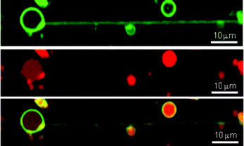 Confocal scanning microscopic images of lipid nanotubes formed from DOPC liposomes. The lipid membrane and internal water phase were stained with NBD-DHPE (0.5 mol%; green) and rhodamine B-labeled dextran (0.1 mM; red), respectively (NBD-DHPE, top; rhodamine B, center; merge, bottom). Bar = 10 μm.