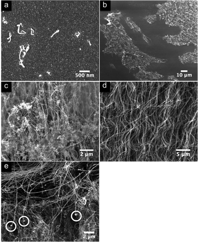 SEM images of the different stages of CNT growth. (a) After 2 min of 5 wt.% ferrocene in toluene injection catalyst particles have formed and some CNTs are growing. (b) After 7.5 min of this, islands of partially aligned CNTs have formed resulting from increasing packing density. (c) The top of a CNT array. Visible is the ‘crust’ of entangled CNTs formed during the early stages of growth. The crust also contains some single wall tubes, possibly nucleated from catalyst particles at the very early stages of growth. (d) A section of a carpet grown at 5 wt.% ferrocene in toluene. Visible are the slower growing nanotubes that grow straight, and the faster growing ones that are bent due to their attachment to the slower ones. (e) A part of a CNT array grown at 9.6 wt.% ferrocene in toluene for 30 mins and subsequently pure toluene for 60 min. Highlighted are ends of CNTs with catalyst particles attached that have been pulled off the substrate by their neighbours. The region examined is that close to the point of ferrocene cessation.