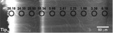 EDX line scan for iron taken along the length of an array grown at 9.6 wt.% ferrocene in toluene for 30 min, with toluene injection till growth ends. The iron readings are shown at the position on the array where they were taken. The bright band in the secondary electron image is the result of CNT ends protruding from the array and charging in the electron beam.