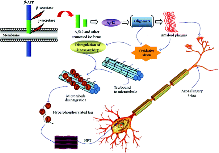 Pathological cascades and potential biomarkers of AD. (From ref. 26, http://www.hindawi.com/journals/ijad/2010/606802/).